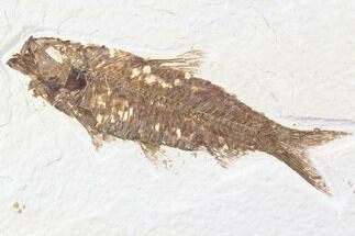 Extremely Rare Fish Aspiration Fossil - Fish Eating Fish! For Sale ...