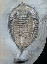 Dalmanites - Classic US Trilobite #6339