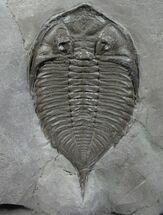 Superb Dalmanites Trilobite - Long #6340