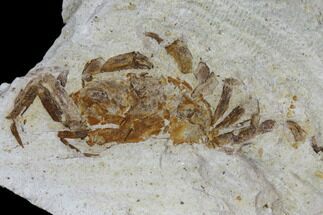 Fossil Pea Crabs (Pinnixa) From California - Miocene #85302
