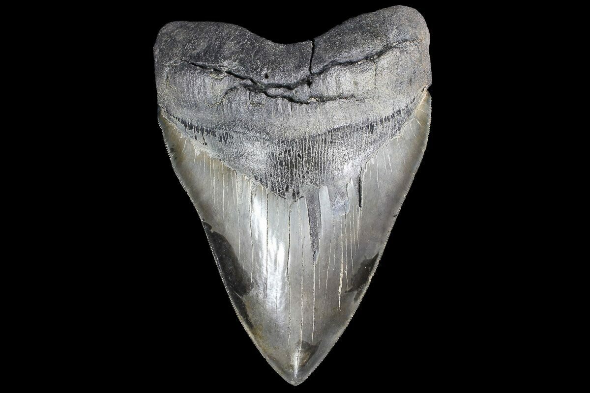 Serrated, 6.14" Fossil Megalodon Tooth - Killer Monster ...