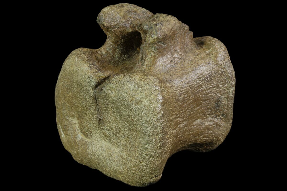 hadrosaur vertebrae