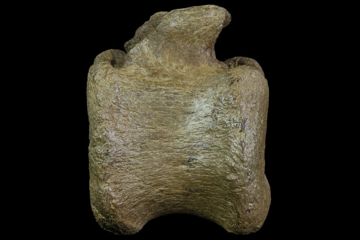 hadrosaur vertebrae