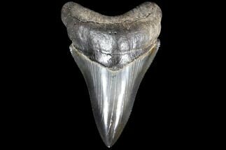 Serrated, Fossil Megalodon Tooth - Sharp Lower Tooth #86686