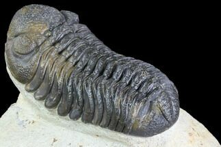 Multi-Toned Morocops Trilobite - Large Specimen #86758