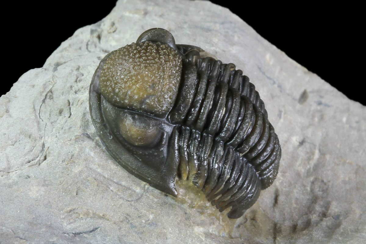 trilobite dinosaur