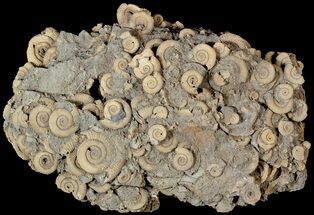 Wide Dactylioceras Ammonite Cluster - Germany #63330