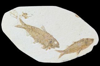 Detailed Pair Of Knightia Fossil Fish - Wyoming #86510