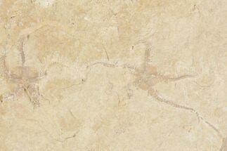 Pair of Jurassic Brittle Star (Sinosura) Fossils - Solnhofen #86397