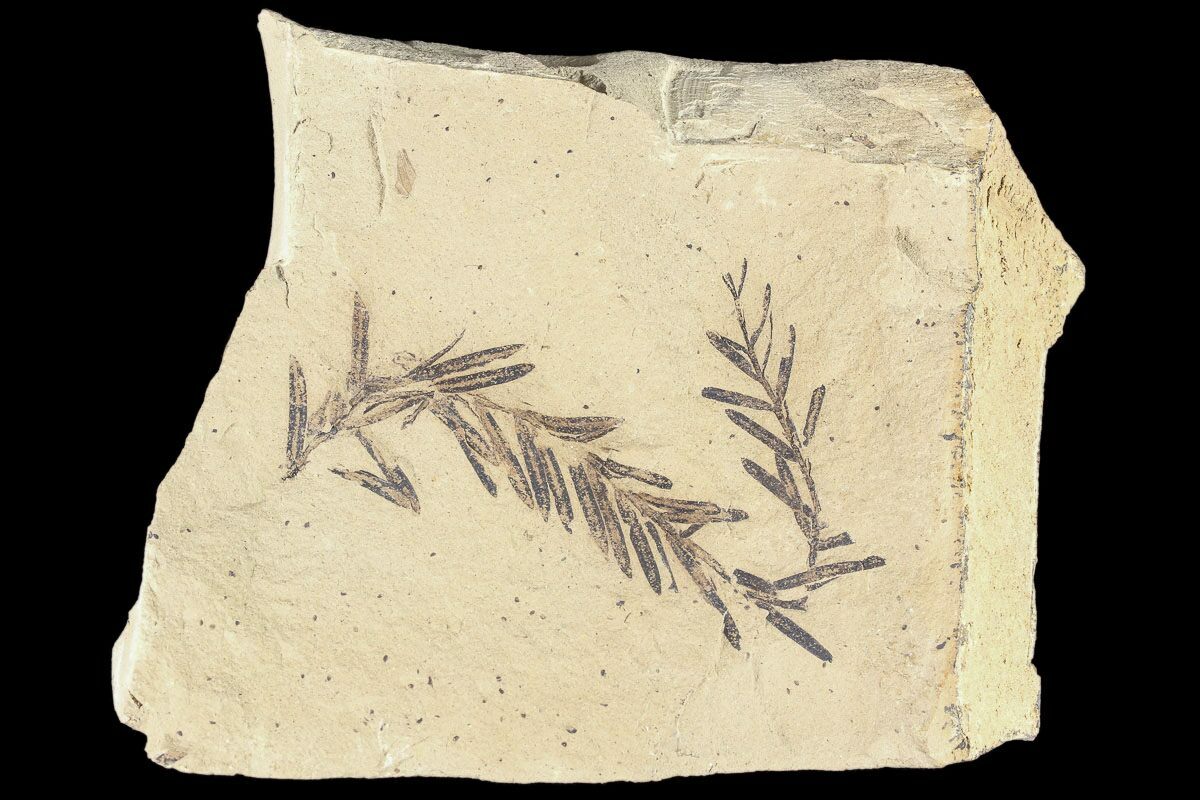 Metasequoia Dawn Redwood Fossil
