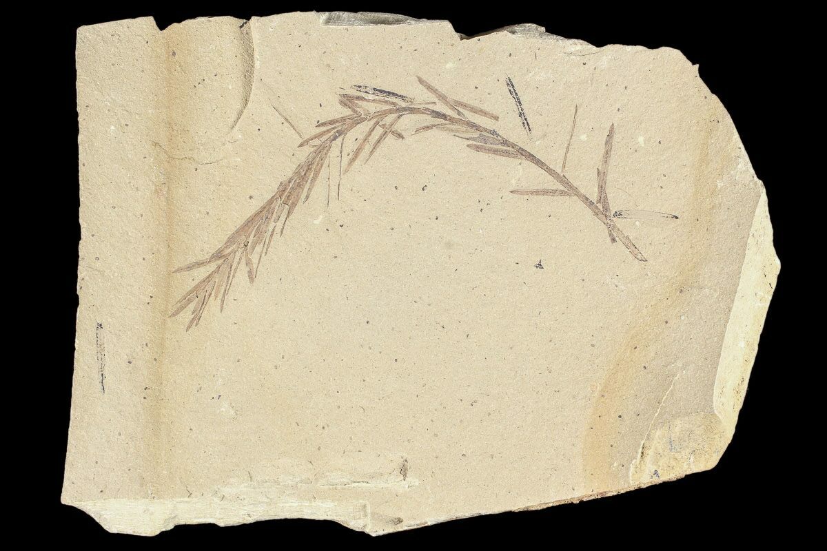 Metasequoia Dawn Redwood Fossil