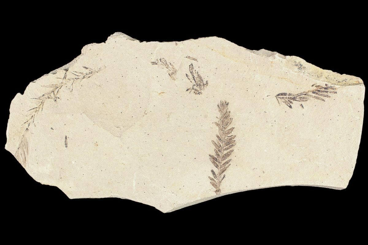 Metasequoia Dawn Redwood Fossils