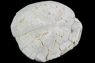 Fossil Echinoid (Sea Urchin) - Taouz, Morocco #87167