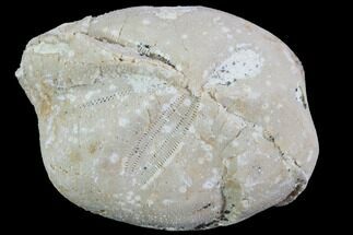 1.9" Fossil Echinoid (Sea Urchin) - Taouz, Morocco - Fossil #87176