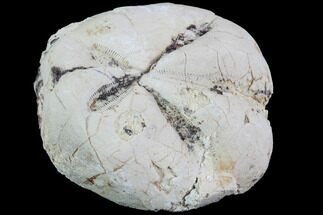 Fossil Echinoid (Hemiaster?) - Taouz, Morocco #87185