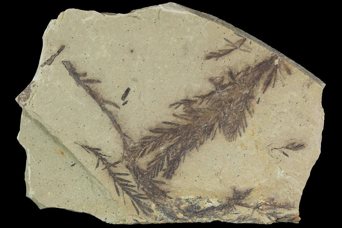 Metasequoia Dawn Redwood Fossils
