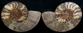 Beautiful Split Ammonite Pair - Agatized #6406