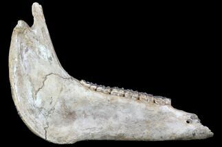 Fossil Horse Jaw - Pleistocene, Germany #87470