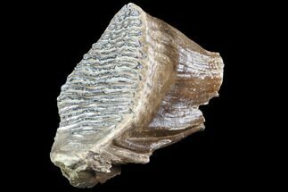 Woolly Mammoth Molar (Great Roots) - Hungary #87483