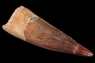 Real Spinosaurus Tooth - Composite Tip #87395