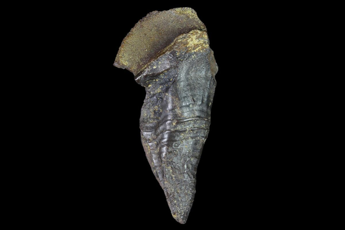 triceratops tooth