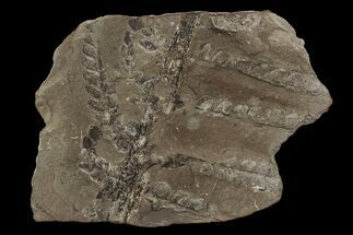 Odontopteris Fern Fossil - Mazon Creek #87516