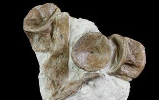 Xiphactinus (Monster Cretaceous Fish) Vertebrae - Kansas #66885