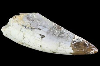 Large, Serrated, Fossil Phytosaur Tooth - Arizona #88601