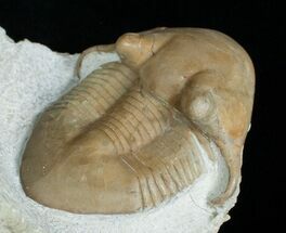 Sweet Illaenus Tauricornis Trilobite - #6455