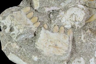 Cretaceous Fish (Stromerichthys) Jaws & Shark Teeth In Rock #88710