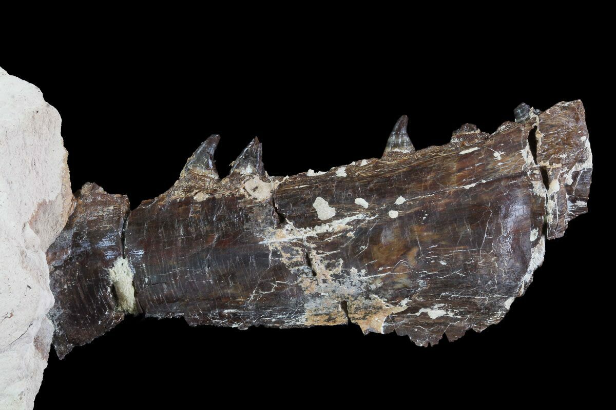 mosasaurus jaw for sale