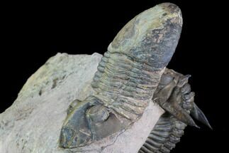 Metacanthina & Paralejurus Trilobites - Lghaft, Morocco #89287