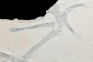 Rare, Partial Fossil Pterosaur Wing - Solnhofen Limestone #89501
