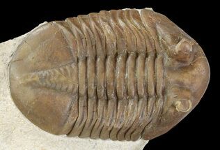Asaphus Holmi Trilobite With Exposed Hypostome - Russia #89063