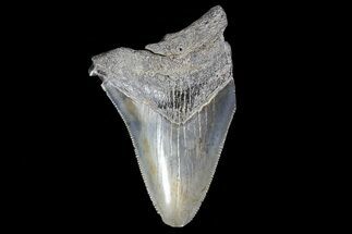 Partial, Fossil Megalodon Tooth #89403