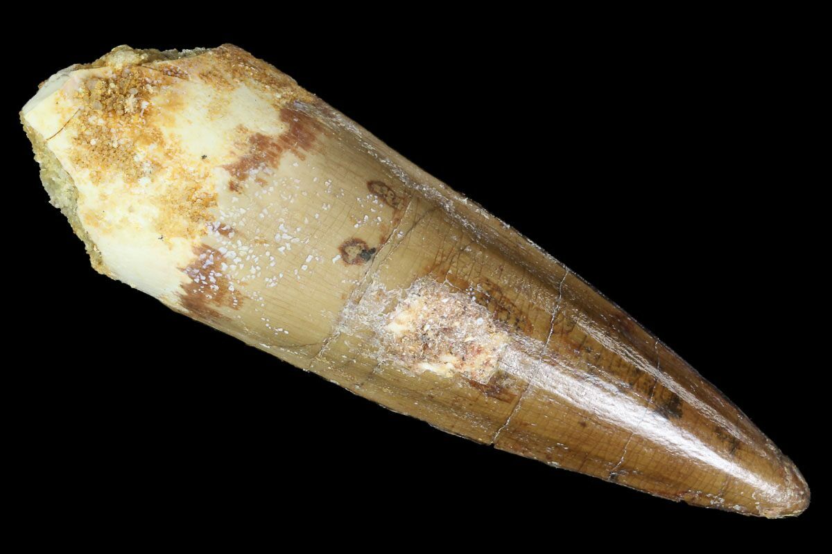 spinosaurus tooth fossil