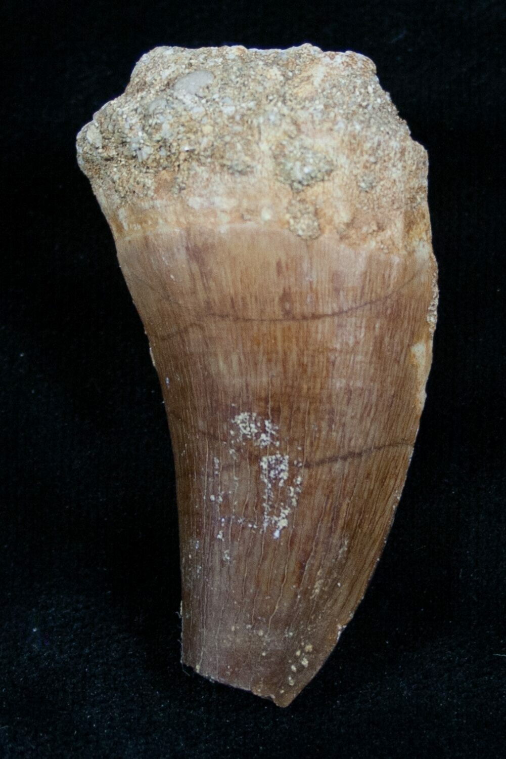 real mosasaur tooth