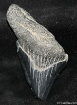 Small / Inch Megalodon Tooth #1058