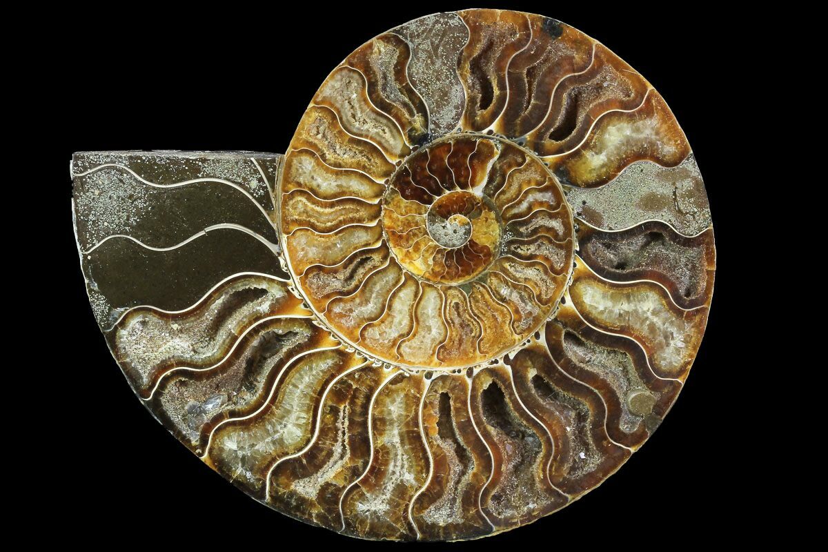 Agatized Ammonite Fossil (Half) - Agatized #91178
