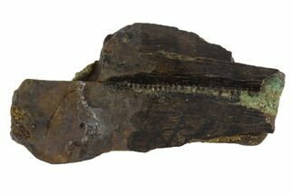 Serrated, Tyrannosaur Tooth Fragment - Montana #91385