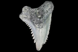 Hemipristis Shark Lower Lateral Tooth - Maryland #92152