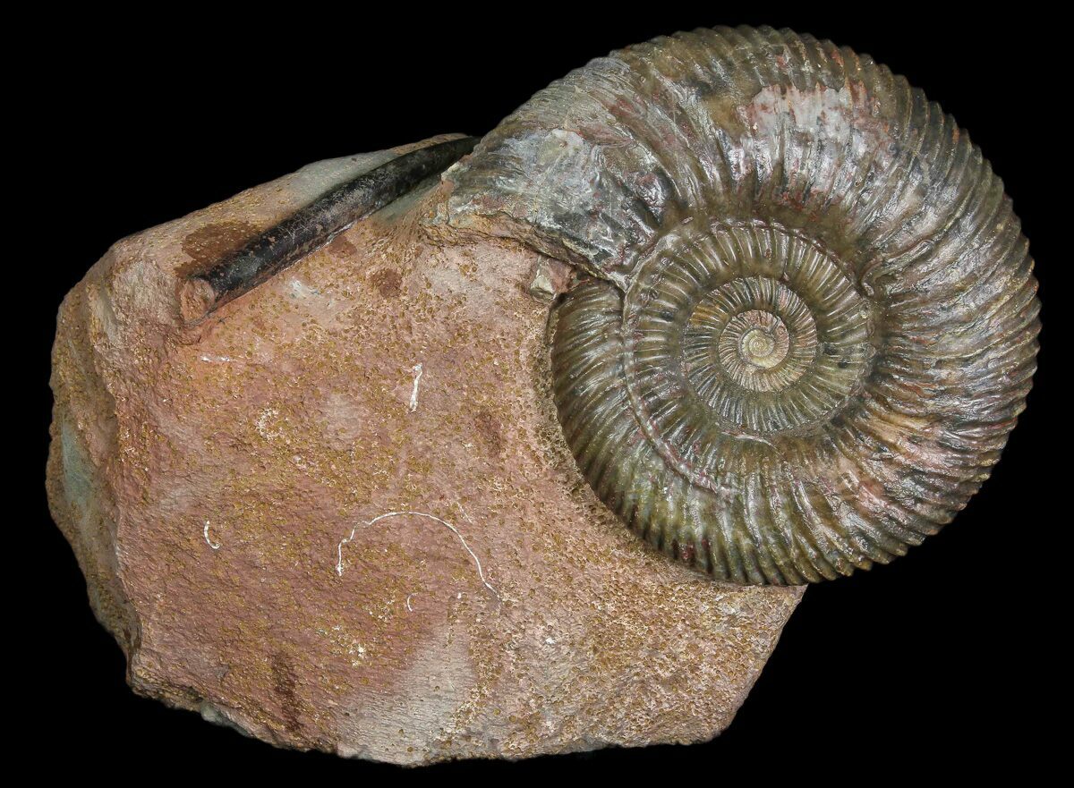 Fossil Ammonite Parkinsonia parkinsoni Germany Jurassic FSE199 ✔100% Genuine 