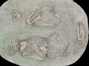 Spectacular, Crinoid Plate ( species) - Crawfordsville #92502