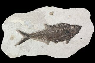 Large, Diplomystus Fish Fossil - Great Wall Display #92677