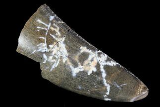 Partial Tyrannosaurus Rex Tooth - Montana #92794