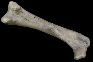 Pachycephalosaurus Femur - Montana #92800