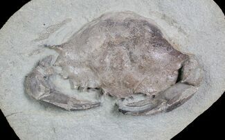 D Fossil Crab (Portunites) Washington - Washington State #92935