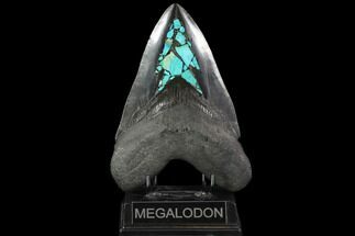 Fossil Megalodon Tooth - Polished With Inlaid Chrysocolla #93268