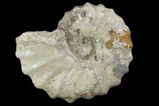 Cretaceous Ammonite (Calycoceras) - Texas #93539