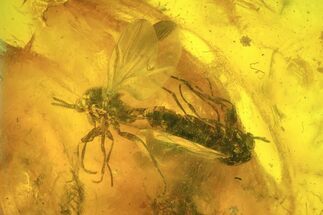 Mating Fossil Flies (Diptera) In Baltic Amber #93887